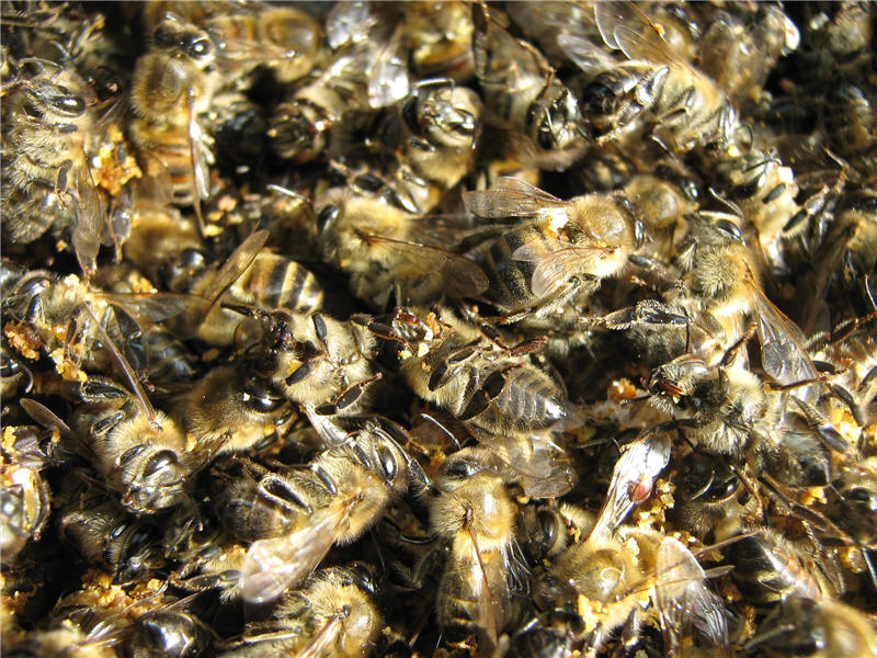 Пчелиный подмор для похудения эффективность преимущества и способы применения